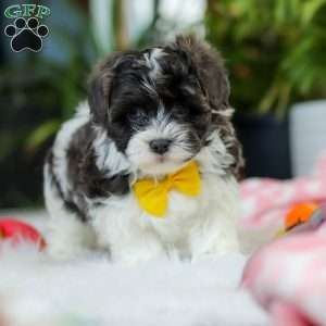 Toby, Maltipoo Puppy